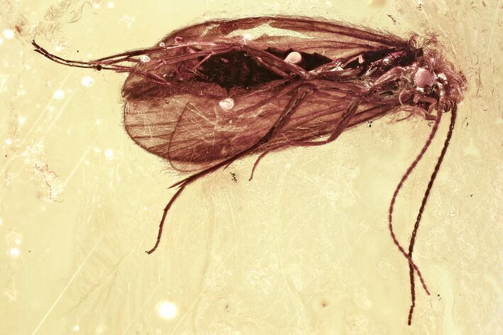 Detailed Fossil Caddisfly (Trichoptera) In Baltic Amber #321896